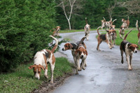 Hurworth Hunt 123