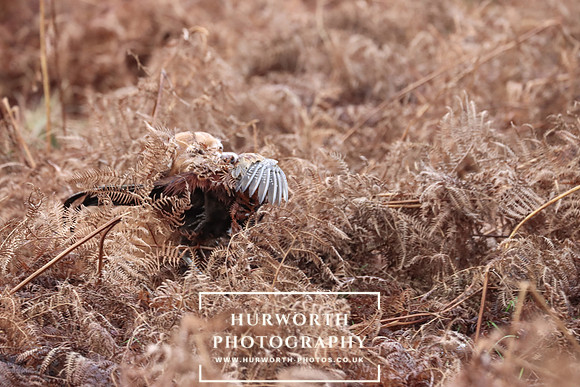 Game Shooting 155