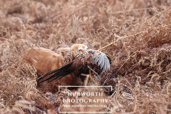 Game Shooting 156