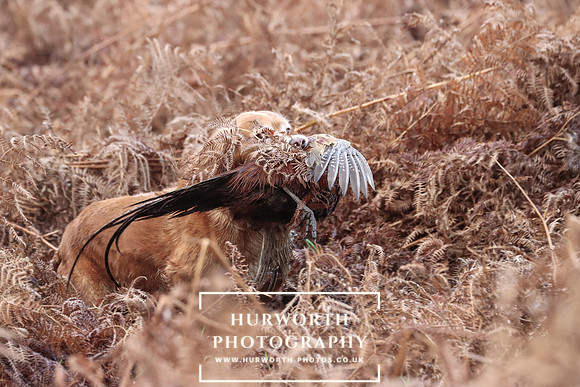 Game Shooting 157