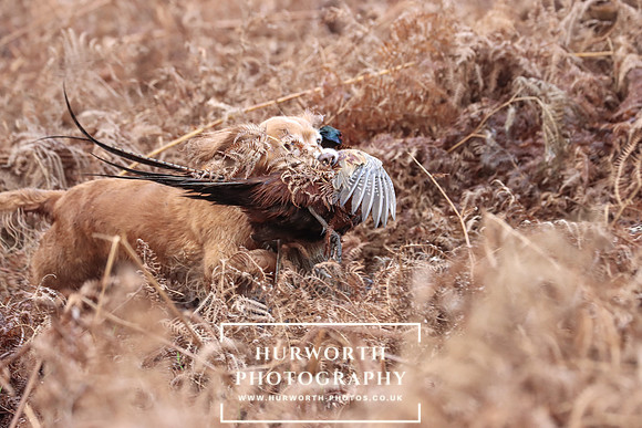 Game Shooting 158