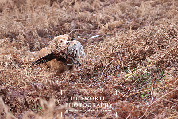 Game Shooting 159