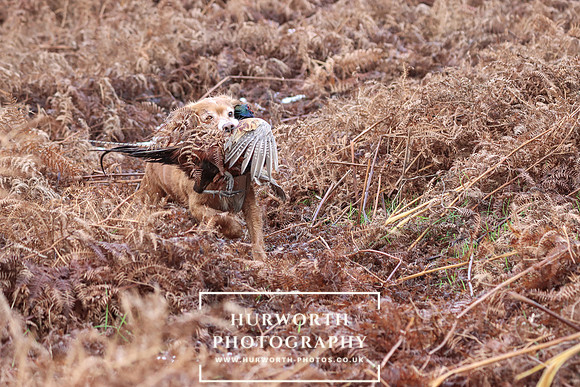 Game Shooting 160