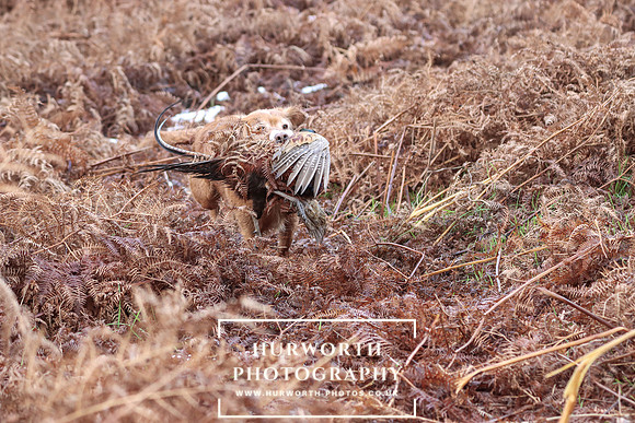 Game Shooting 161