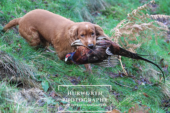 Game Shooting 187