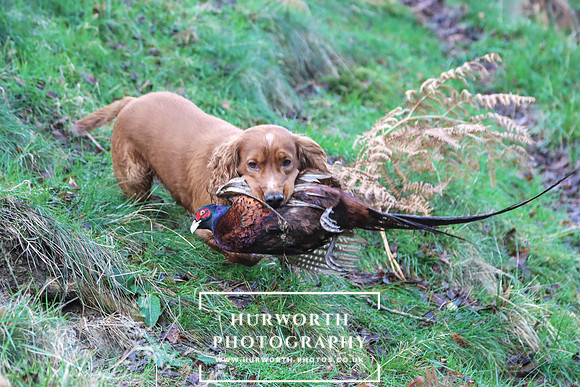Game Shooting 188