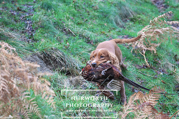 Game Shooting 190
