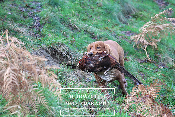 Game Shooting 191