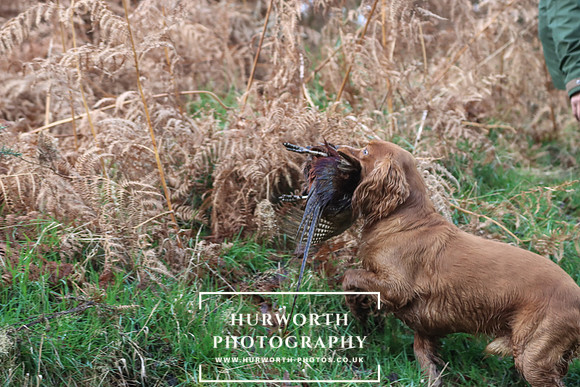 Game Shooting 192
