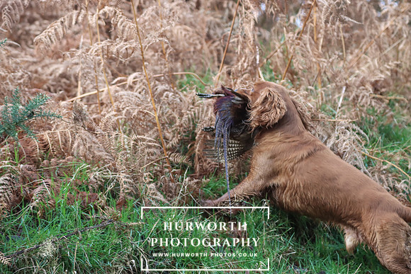 Game Shooting 193
