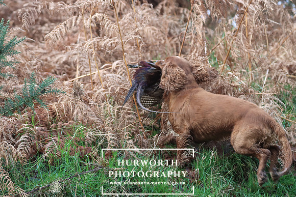 Game Shooting 194