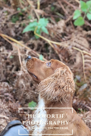 Game Shooting 268