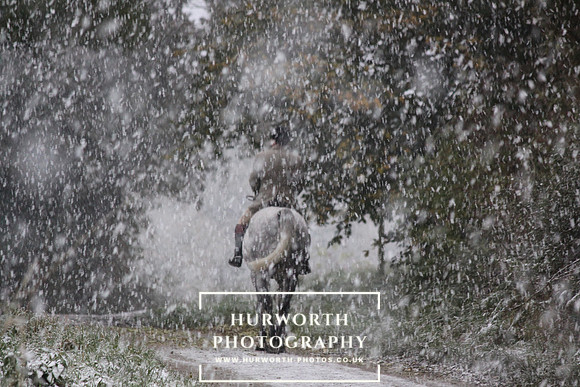 Grey horse on a snowy morning