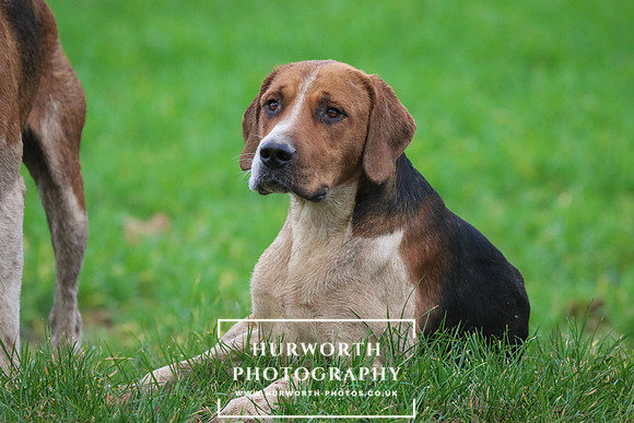 Hurworth Hunt  186