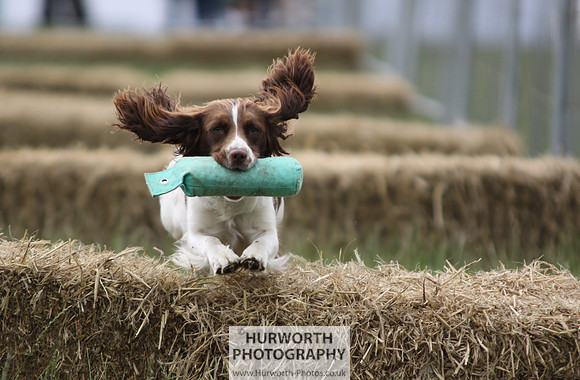Flying springer spaniel