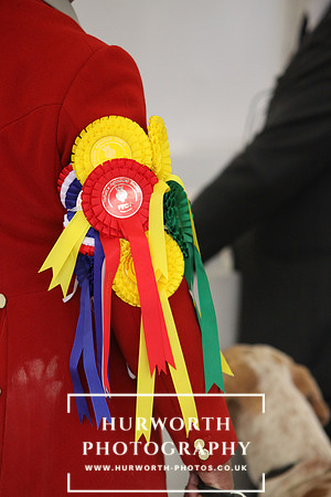 Hound show ribbons