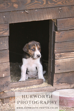 Hurworth Hunt Old English hound puppy