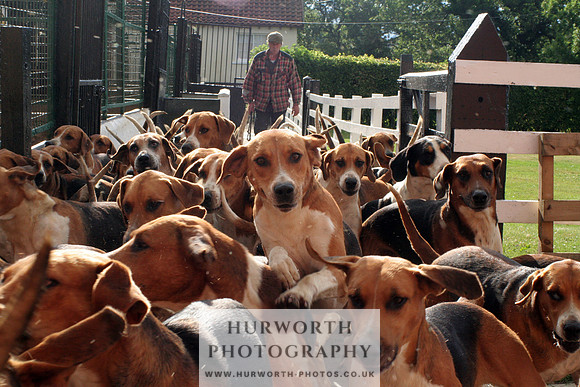Leaping hounds