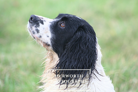 Springer Spaniel portrait