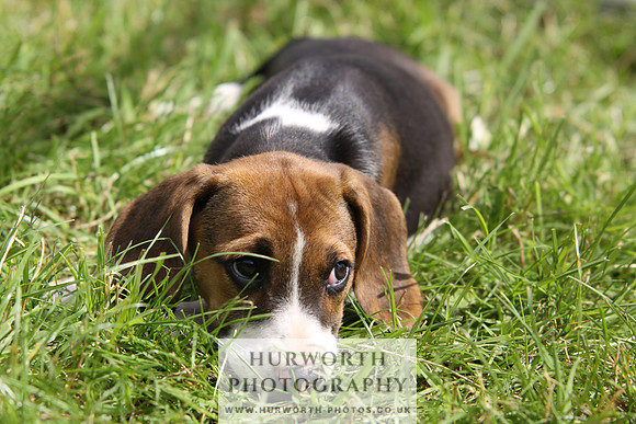 Stokesley Farmers Beagle hound puppy