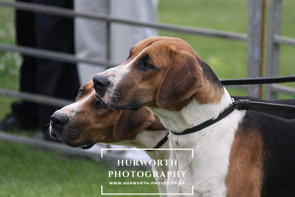 Festival of Hunting 003