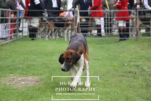 Festival of Hunting 016