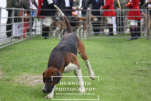 Festival of Hunting 017