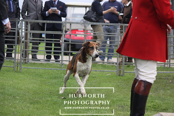 Festival of Hunting 033
