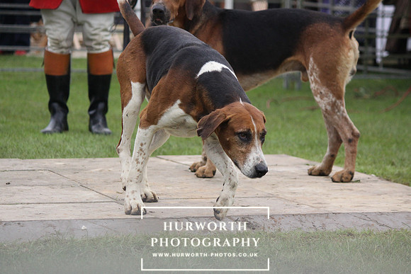Festival of Hunting 034
