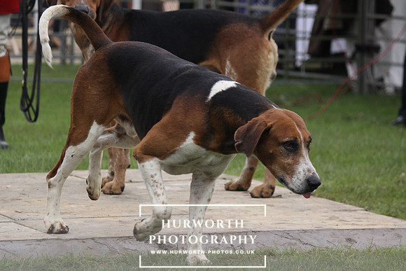 Festival of Hunting 035