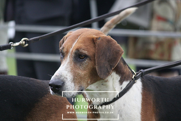 Festival of Hunting 041