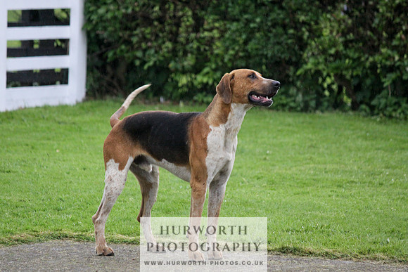 Hurworth Puppy Show Practice 068