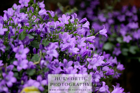 Hurworth Puppy Show Practice 069