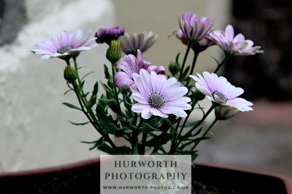 Hurworth Puppy Show Practice 070