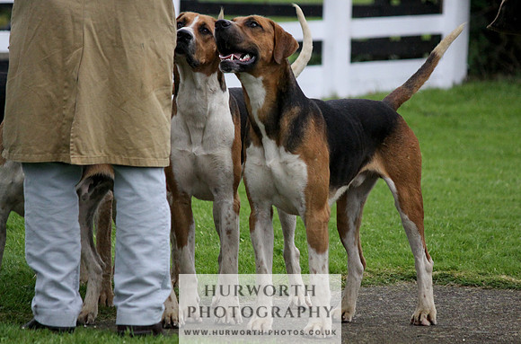 Hurworth Puppy Show Practice 004