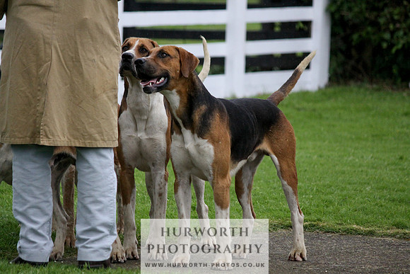 Hurworth Puppy Show Practice 005