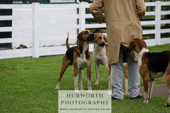 Hurworth Puppy Show Practice 007