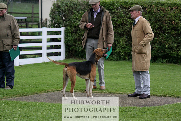 Hurworth Puppy Show Practice 012