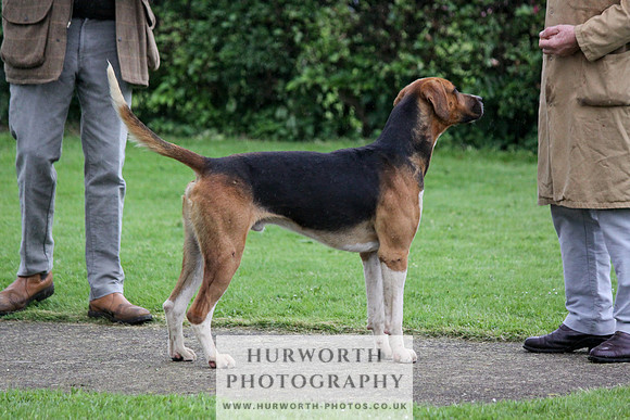 Hurworth Puppy Show Practice 013