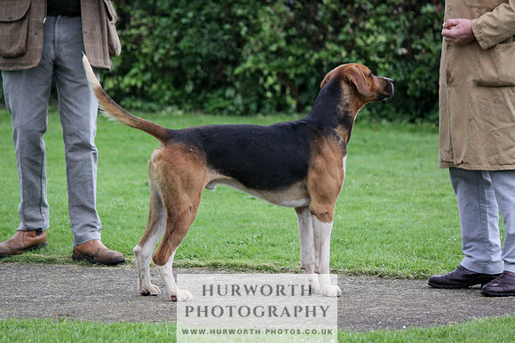 Hurworth Puppy Show Practice 014