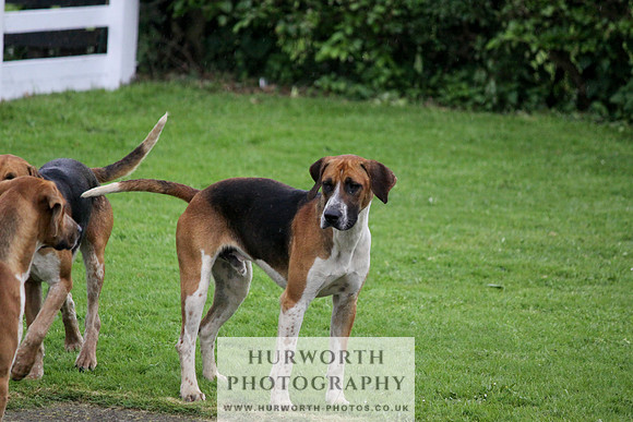 Hurworth Puppy Show Practice 017