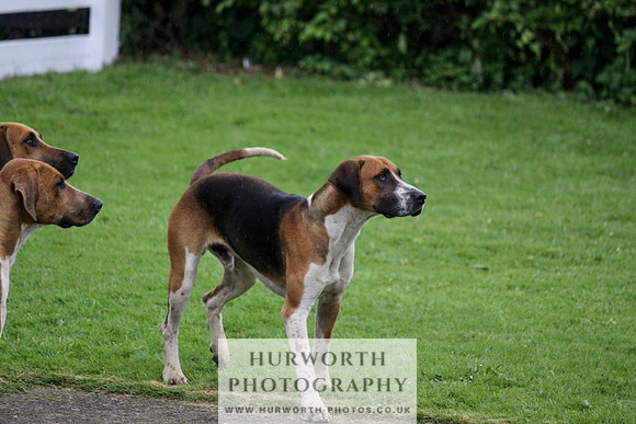 Hurworth Puppy Show Practice 018