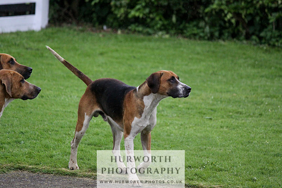Hurworth Puppy Show Practice 019