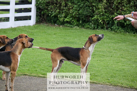 Hurworth Puppy Show Practice 021