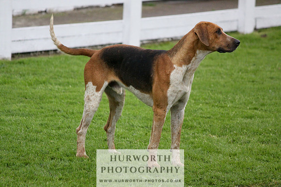 Hurworth Puppy Show Practice 022