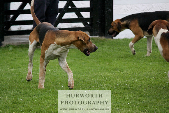Hurworth Puppy Show Practice 023