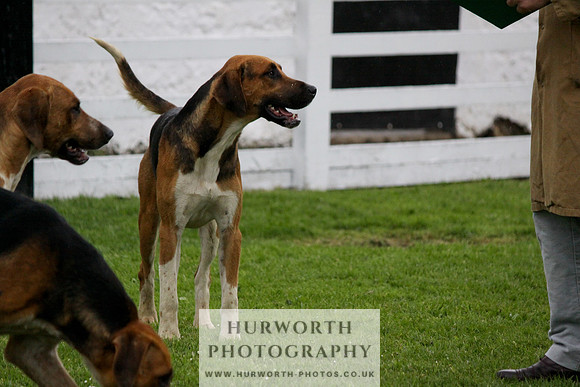 Hurworth Puppy Show Practice 024