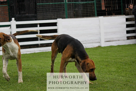 Hurworth Puppy Show Practice 025