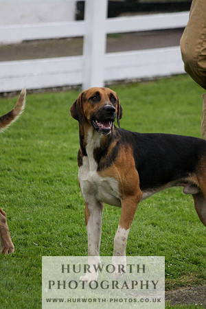 Hurworth Puppy Show Practice 027