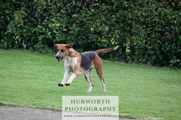 Hurworth Puppy Show Practice 030